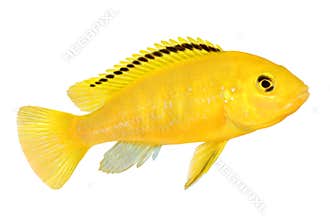 Electric yellow cichlid Labidochromis caeruleus Malawi Aquarium Fish