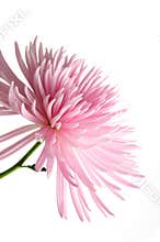 Pink chrysanthemum