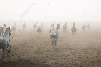 Herd of arabian horses on the village road