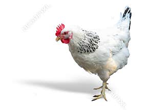 White with black chicken isolated over white