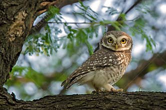 Spotted Owl