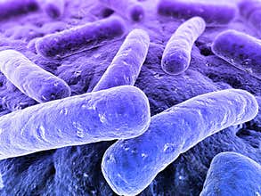 Bacteria