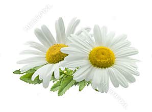 Double chamomile composition isolated on white background