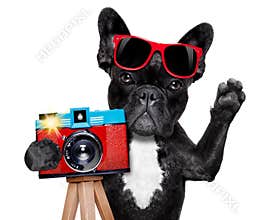 Photographer dog camera