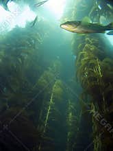 Looking up into the Kelp