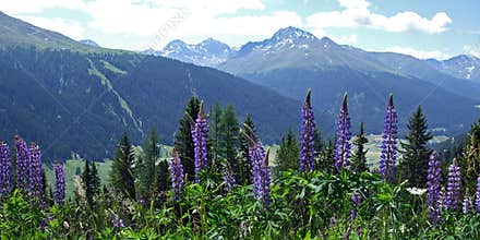 Swiss Alps in Summer