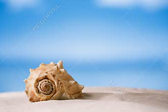 Tropical sea shell on white Florida beach sand under the sun li