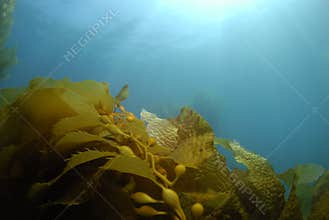 Kelp Background