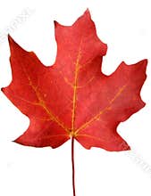 Red autumn Maple leaf