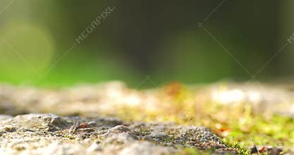 Colony Of Ants Walking On Ground
