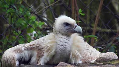 Himalayan Griffon Vulture Close-up