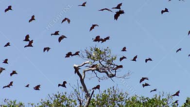 Flying foxes over Riung mangrove