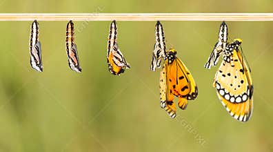 Mature cocoon transform to Tawny Coster butterfly