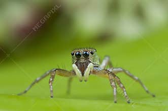 Cute jumping spider.