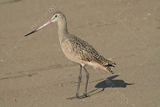 Profile of a healthy Marbled Godwit