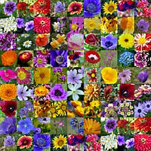 Spring & Summer Flower Collection