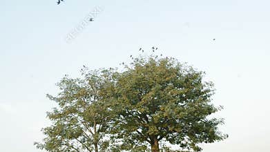 Crows flying away from a tree