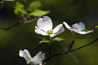 Dogwood Blossoms