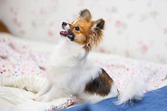 Papillon puppy / Continental Toy Spaniel, Butterfly Dog