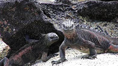 Marine Iguanas (Amblyrhynchus cristatus) on Chinese Hat island, Galapagos National Park, Ecuado