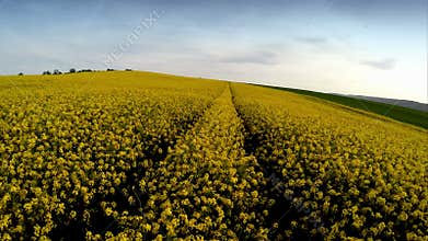 Drone flying above rapeseed fields