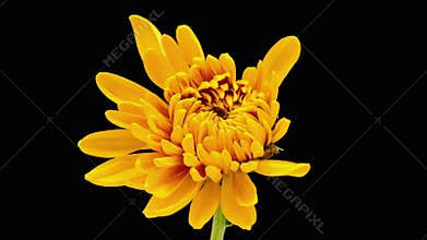 Chrysanths flower blossoming