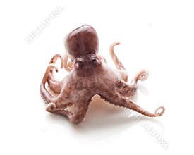 Small octopus