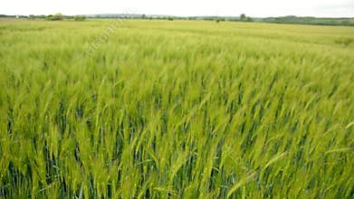 Green field of the grain