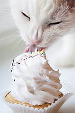 Cat eats the perfect cupcake.