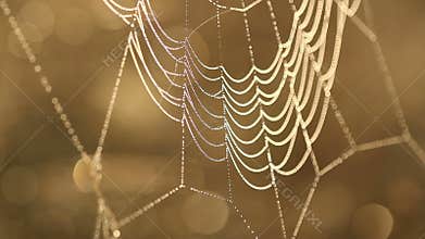 Water drops on spider web