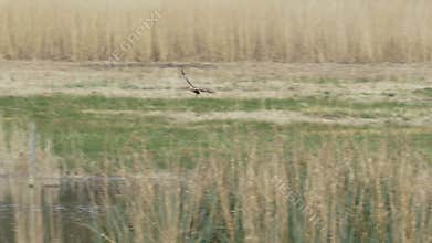 Male Western Marsh Harrier raptor (Circus aeruginosus) gathering nesting material