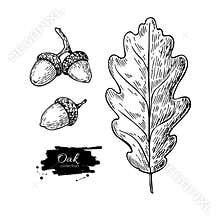 Vector oak leaf and acorn drawing set. Autumn elements.