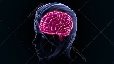 Human Brain