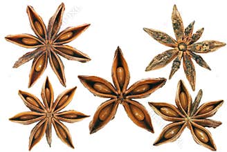 XL Star-Anise