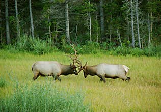 Elk Sparring in a Mountain Meadow
