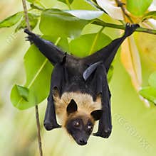 Fruit bat hanging in tree