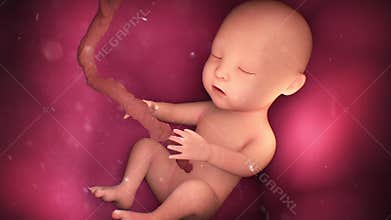 Human baby inside a mother's womb