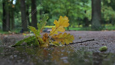 Fallen Leaves in the Rain