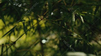 Walk through the bamboo. close up