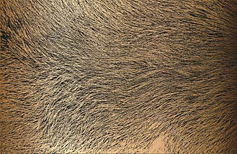 Distressed overlay texture of golden natural fur, grunge vector background