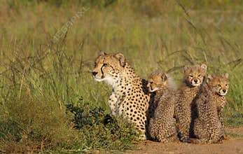 Mother Cheetah concerned looking out for her cubs 