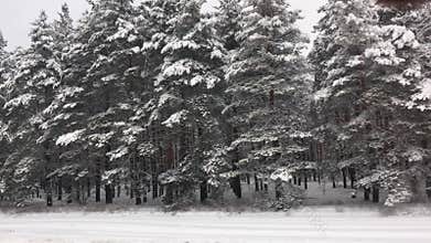Snowy winter road during blizzard. Heavy snow storm. Sideways movement view from the window cars Christmas trees snow