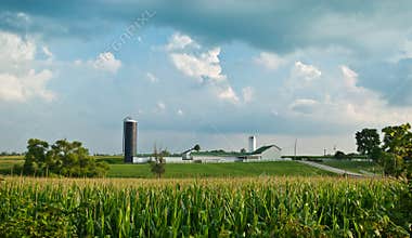 Corn Farm Landscape