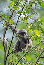 Silvery Gibbon - Hylobates moloch