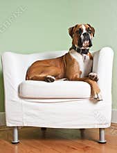 Boxer Dog in Chair