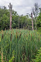 Woodland Cattails