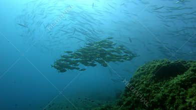 Marine life - Barracudas and gold banded fishes in shallow water - Underwate scene