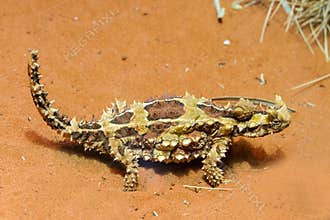 Thorny Devil