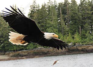 Bald Eagle