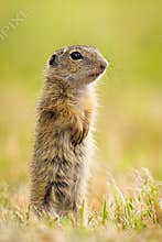 Young european ground squirrel standing on rear legs and observing on meadow
